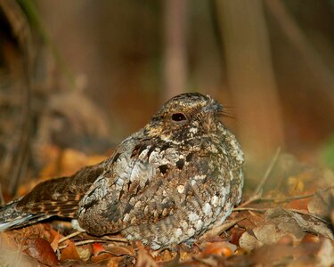Nightjar rican puerto