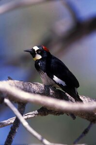 Bird woodpecker birds photo