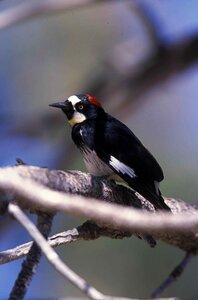 Bird woodpecker birds