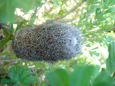 Banksia flowers plants