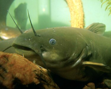 Head fish bullhead