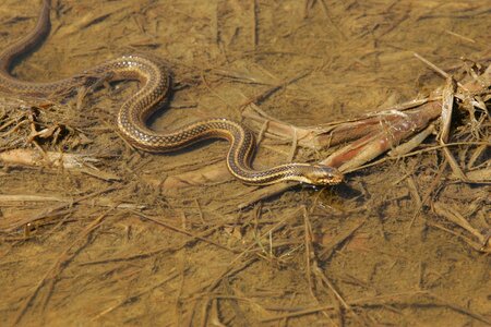 Slithers snake eastern