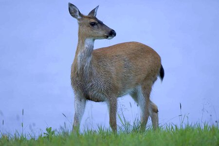 Animal deer tailed photo