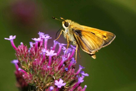 Hesperia butterfly skipper photo