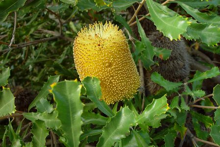 Banksia flowers plants