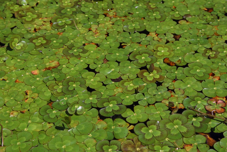 Four plant aquatic
