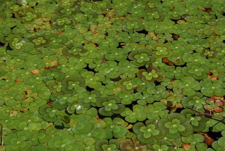 Four plant aquatic