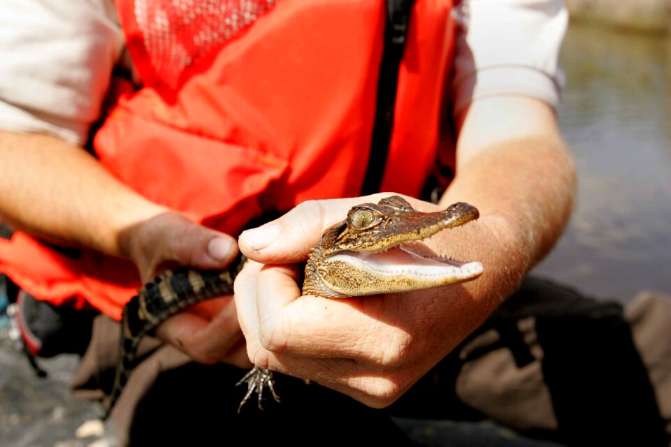 Baby crocodiles alligators