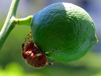 Bugs insects animals