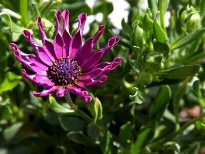 An daisy african photo