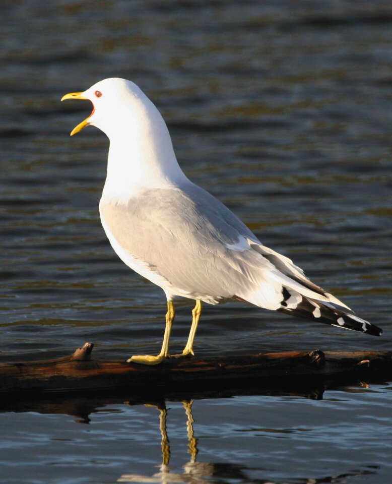 Gull mew bird