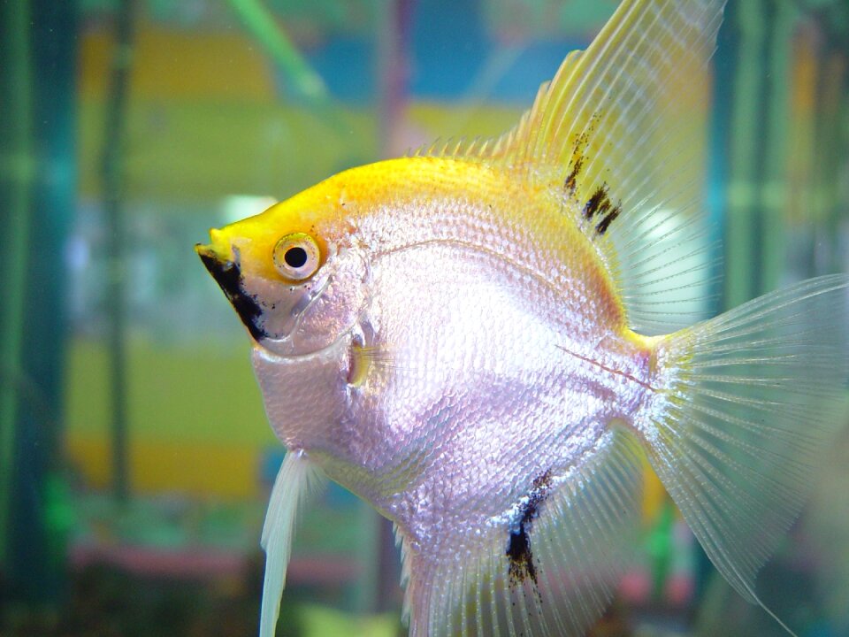 Fishes animals fauna