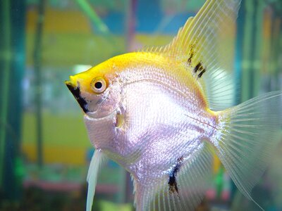 Fishes animals fauna
