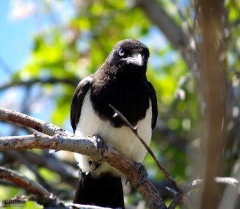Animals fauna