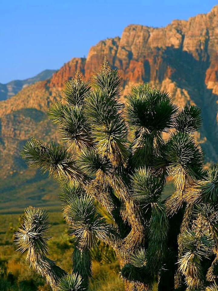 Cactus flowers plants