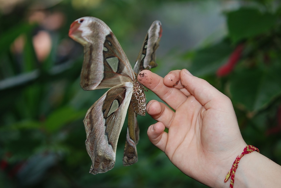 Butterflies animal insects