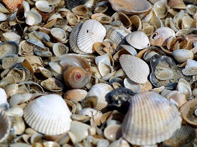 Shells beaches landscapes