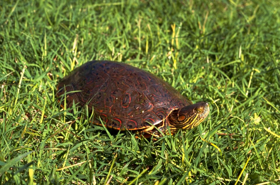 Big turtles amphibians