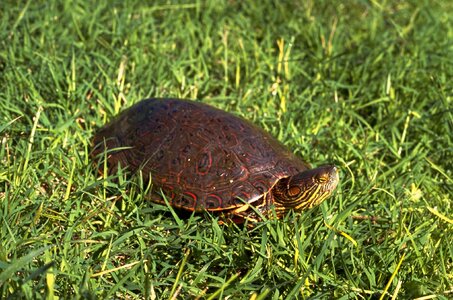 Big turtles amphibians