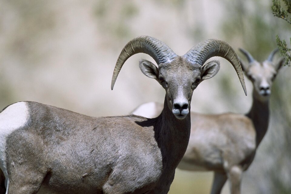 Sheeps animals fauna