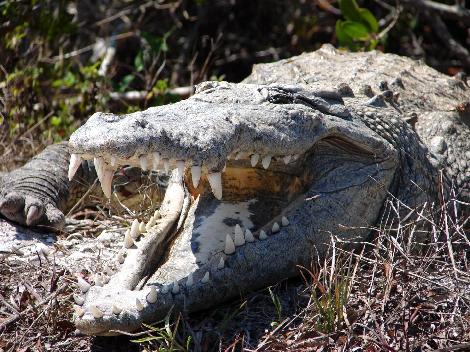 Alligators amphibians reptiles