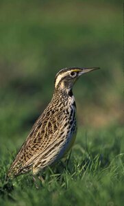Western birds animals