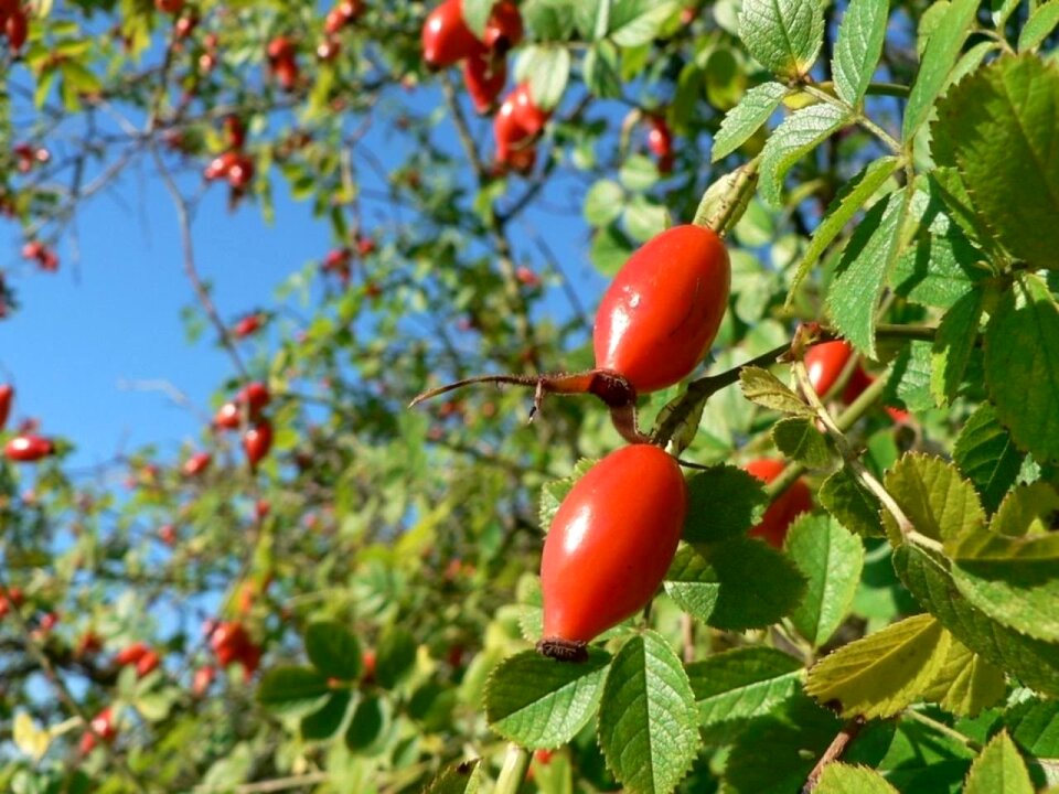 Shrubs bushes plants