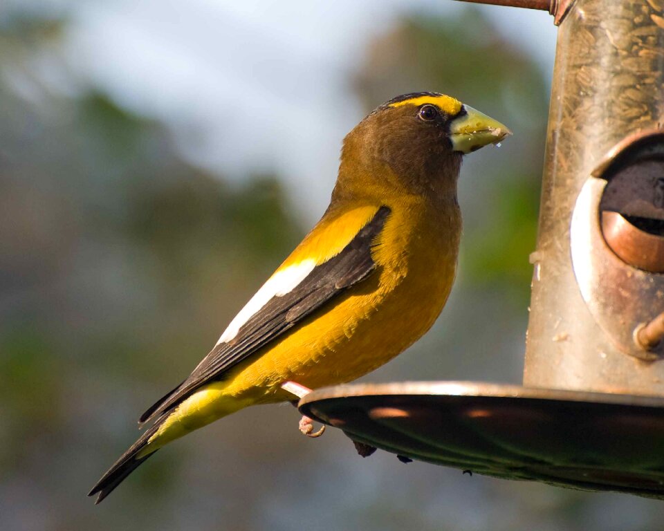 Evening an grosbeak