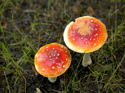 Poisonous mushroom muscaria photo