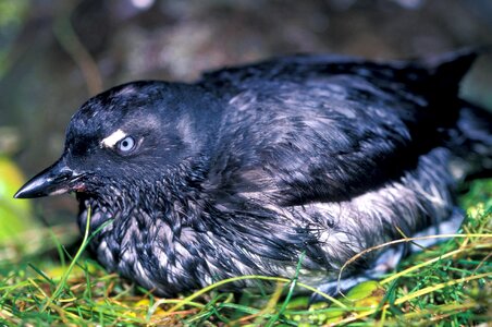 Crested birds animals