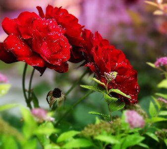Flowers beauty rose