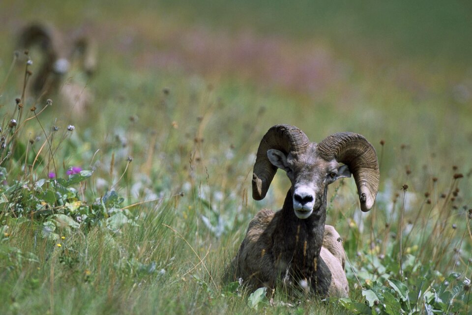 Bighorn sheeps animals