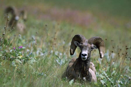 Bighorn sheeps animals photo