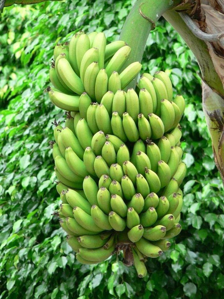 Banana trees plants