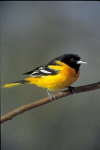Birds animals fauna