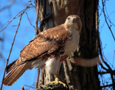 Hawk tailed red