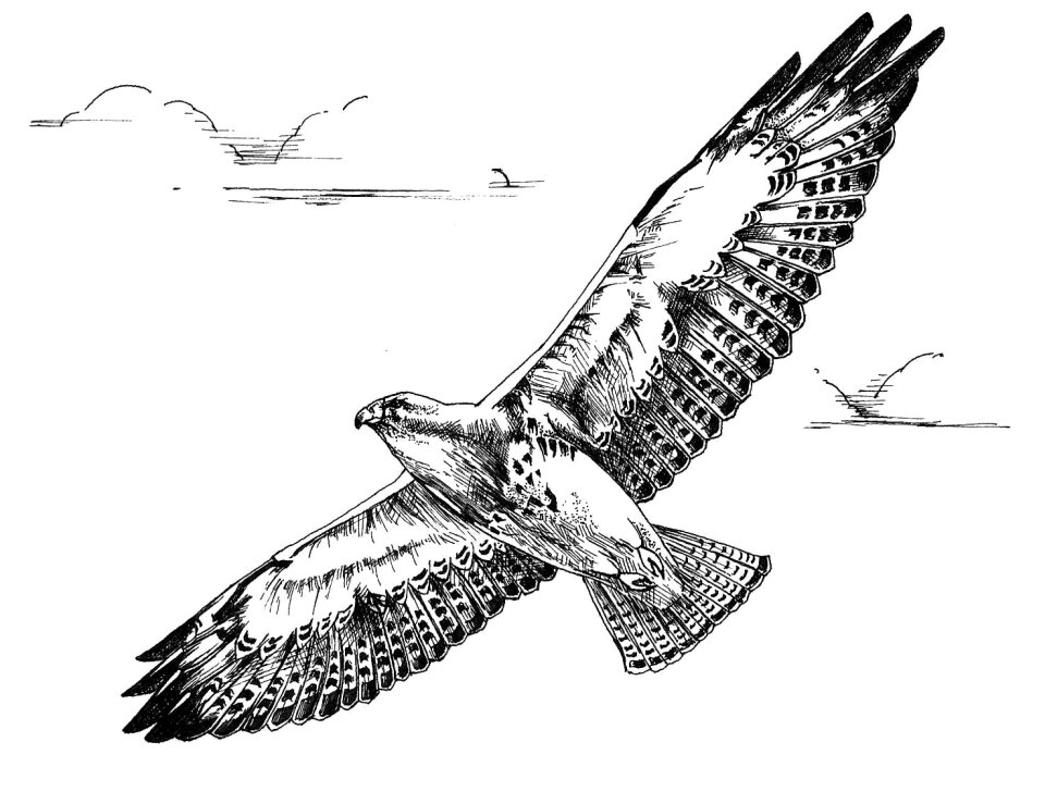 Swainson drawing white