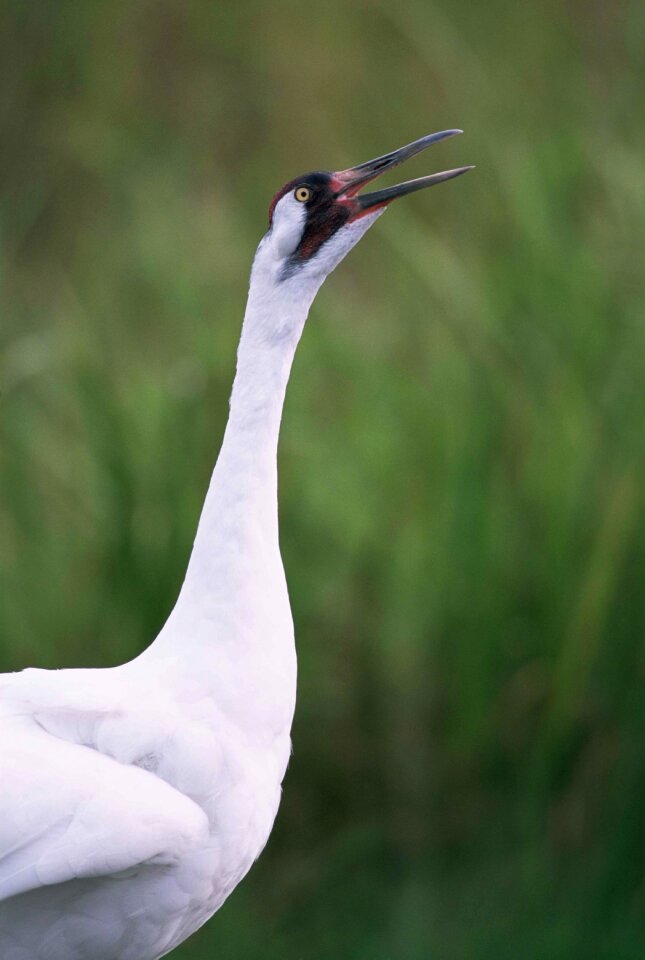 Crane whooping cranes