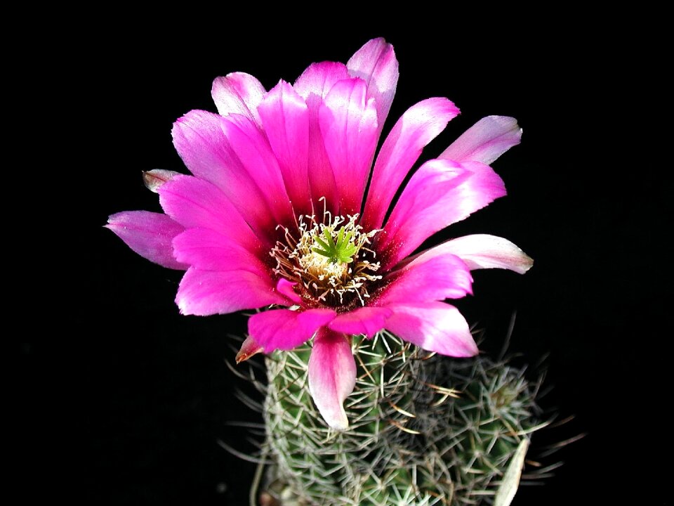 Flowers plants flora