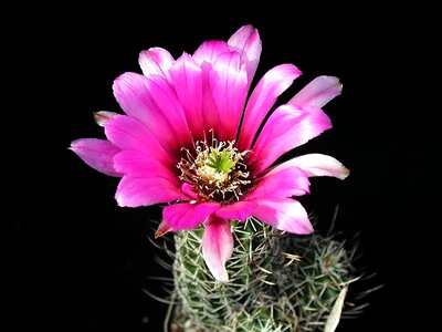 Flowers plants flora