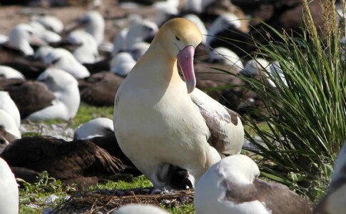Short albatross birds photo