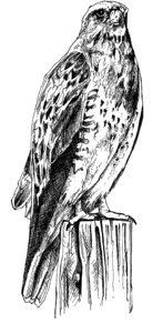 White black illustration