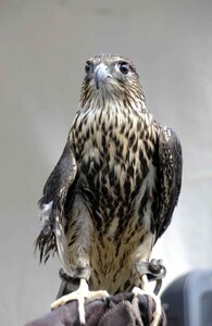 Falco merlin falcons photo
