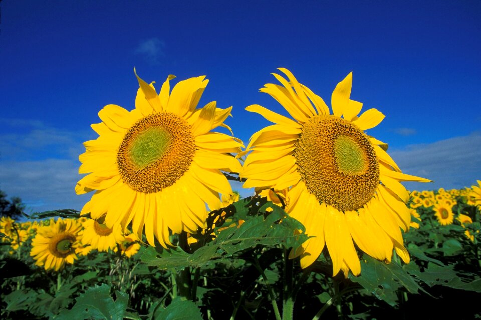 Flowers plants flora