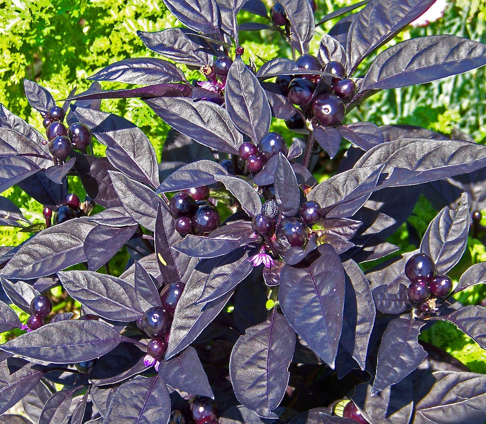 Berries capsicum annuum black pearl