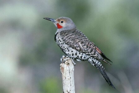 Sitting bird flicker