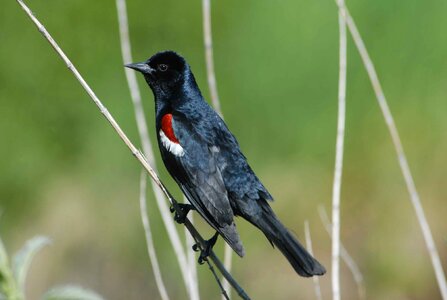 Tricolored male blackbirds