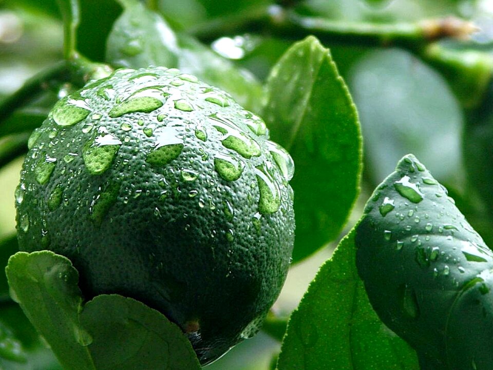 Limes lemons fruits