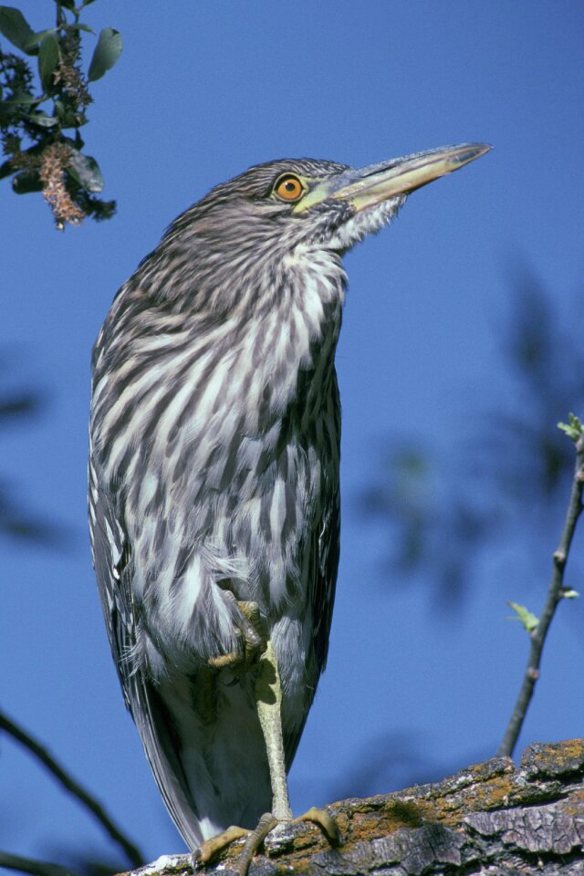 Heron birds animals