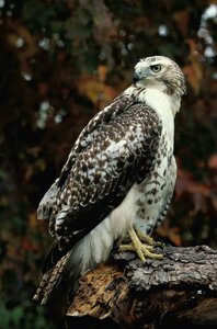 Tailed red falcons